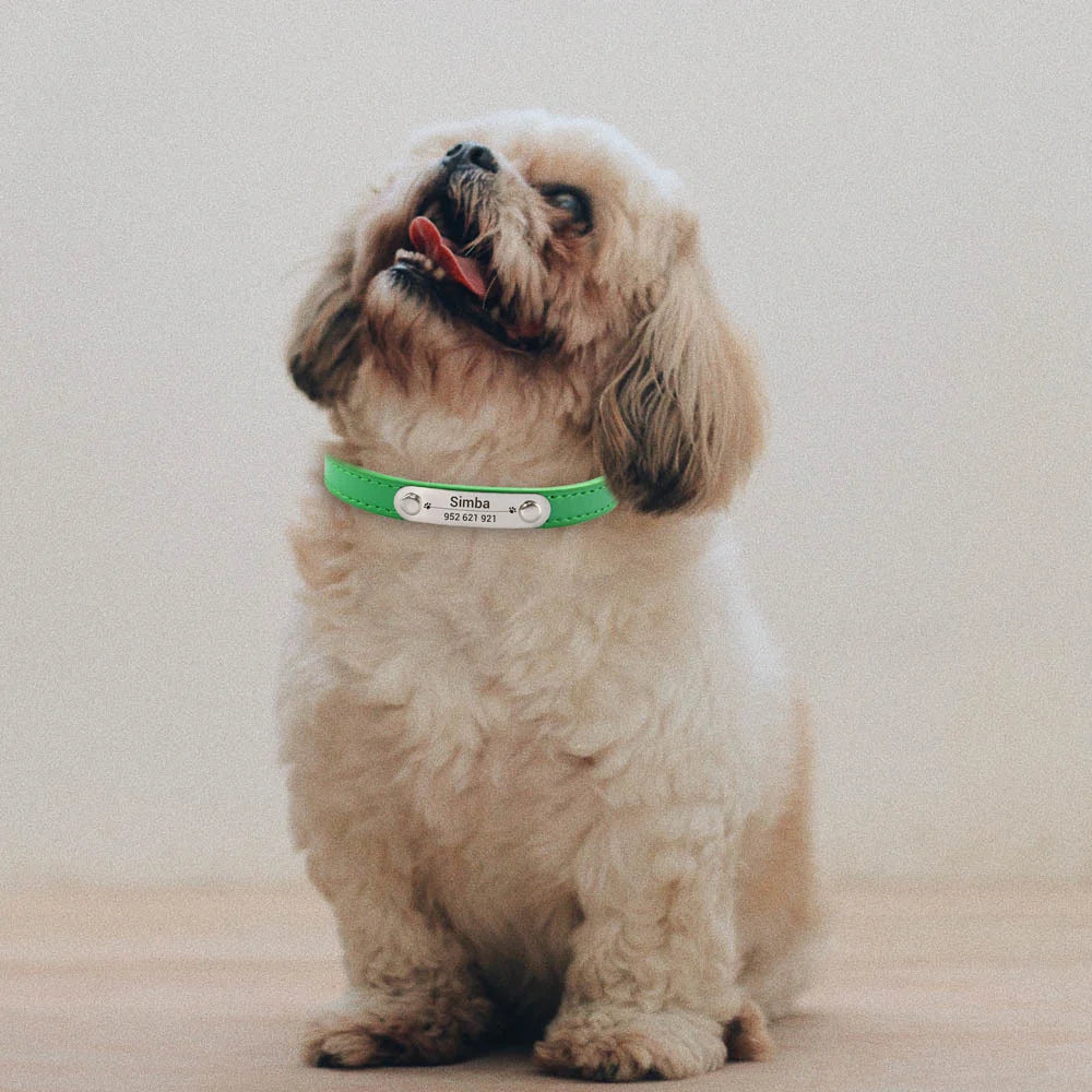 Personalized Dog Collar with Engraved Nameplate