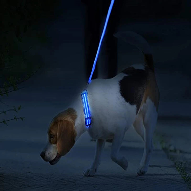 USB Rechargeable LED Dog Collar with 3 Light Modes