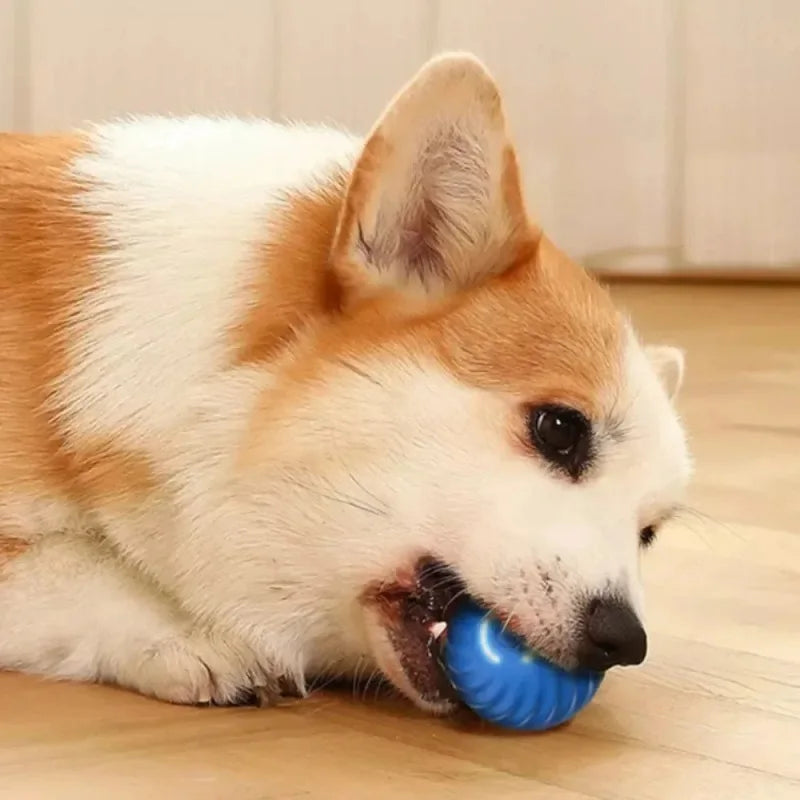 USB Rechargeable Moving Dog Ball