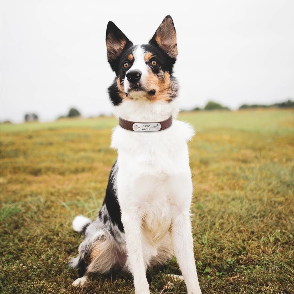 Personalized Dog Collar with Engraved Nameplate