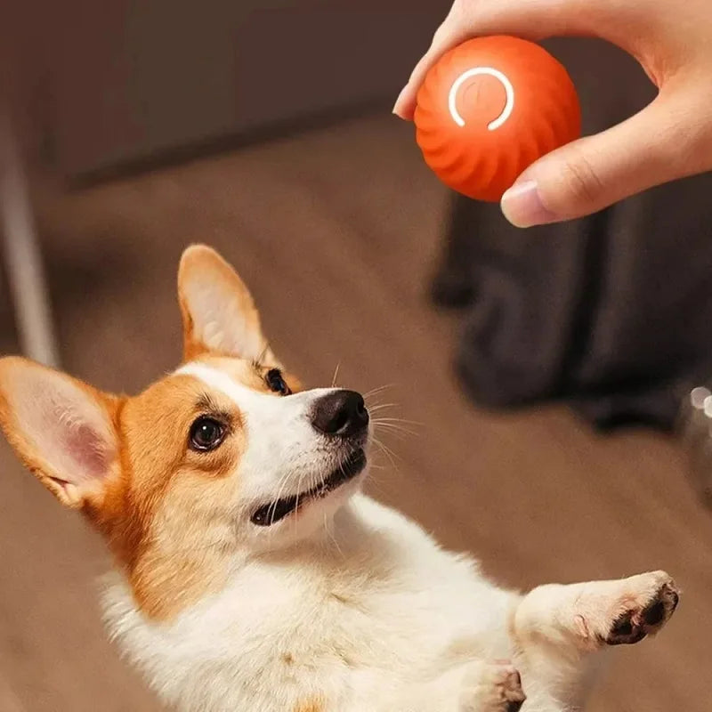 USB Rechargeable Moving Dog Ball